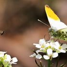 Knoblauchrauke als Nektarspender