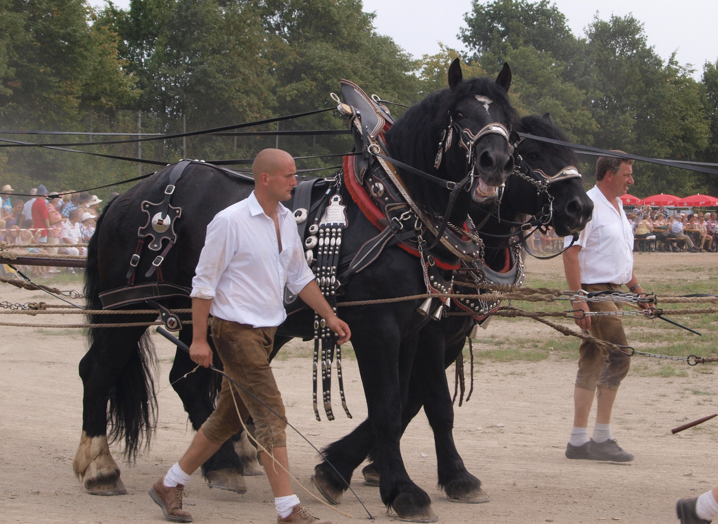 Knoblauchsländer Rosstag 2011 -I-