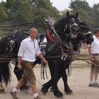 Knoblauchsländer Rosstag 2011 -I-