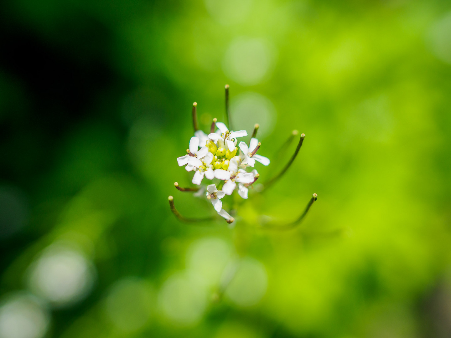 Knoblauchsrauke - Alliaria petiolata