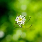 Knoblauchsrauke - Alliaria petiolata