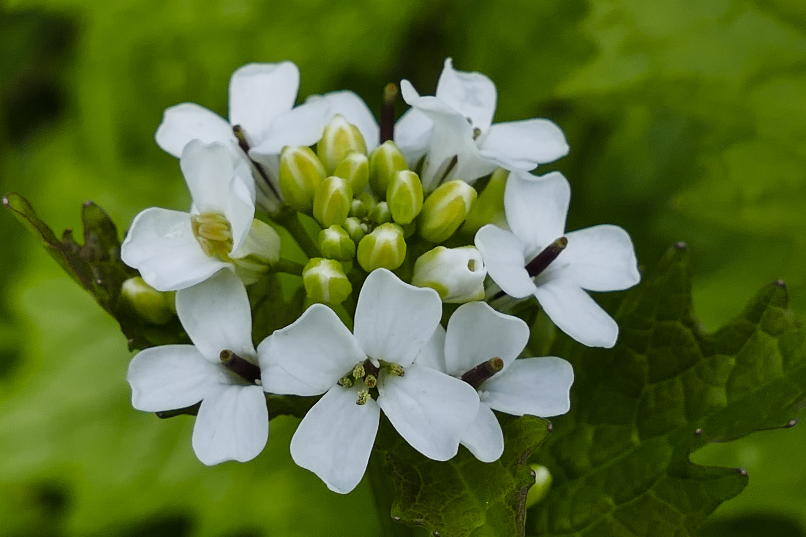 Knoblauchsrauke (Alliaria petiolata)