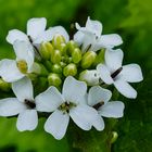 Knoblauchsrauke (Alliaria petiolata)