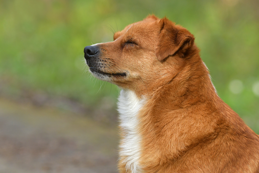 Knoblochsaue: Caneli im Abendlicht – Hund ist müde
