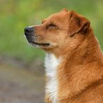 Knoblochsaue: Caneli im Abendlicht – Hund ist müde