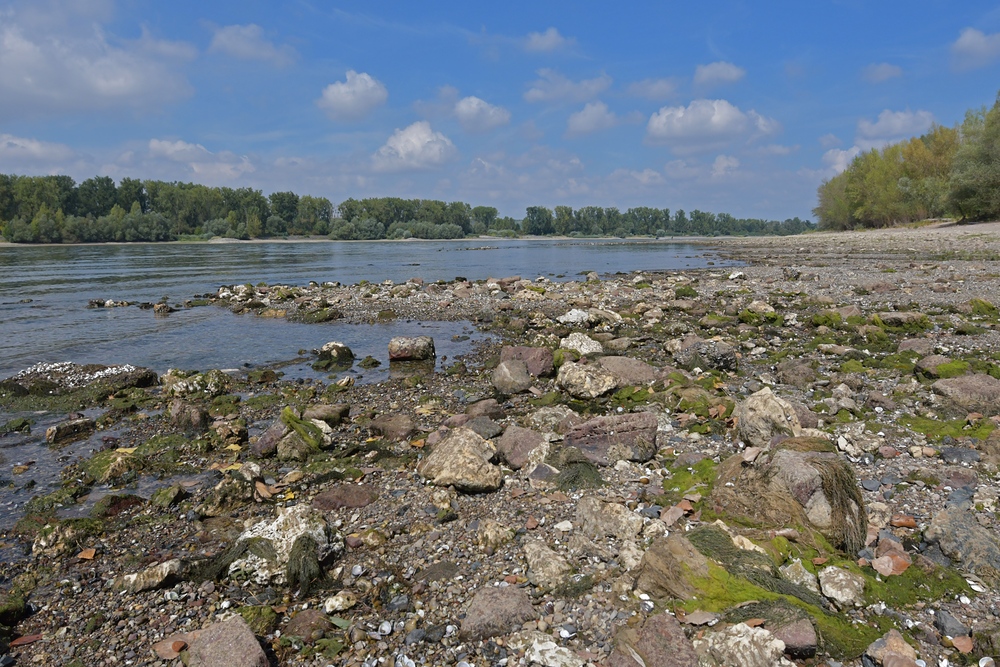 Knoblochsaue: Der von Wassersteinen „entpackte“ Rhein 01