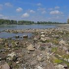 Knoblochsaue: Der von Wassersteinen „entpackte“ Rhein 01