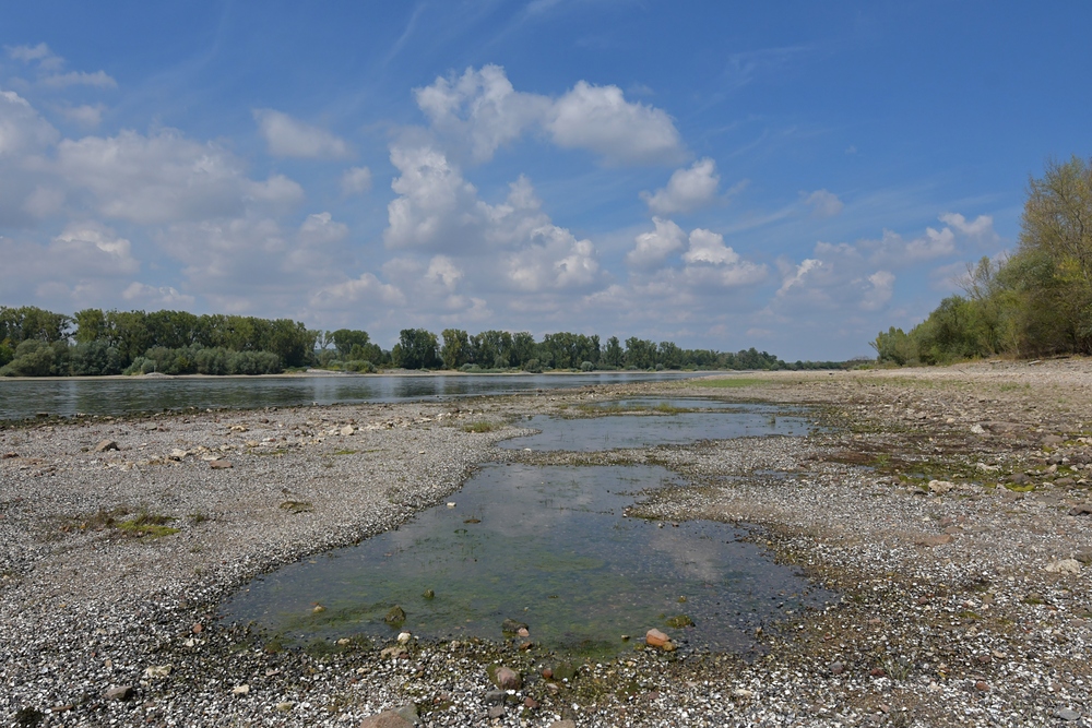 Knoblochsaue: Der von Wassersteinen „entpackte“ Rhein 02