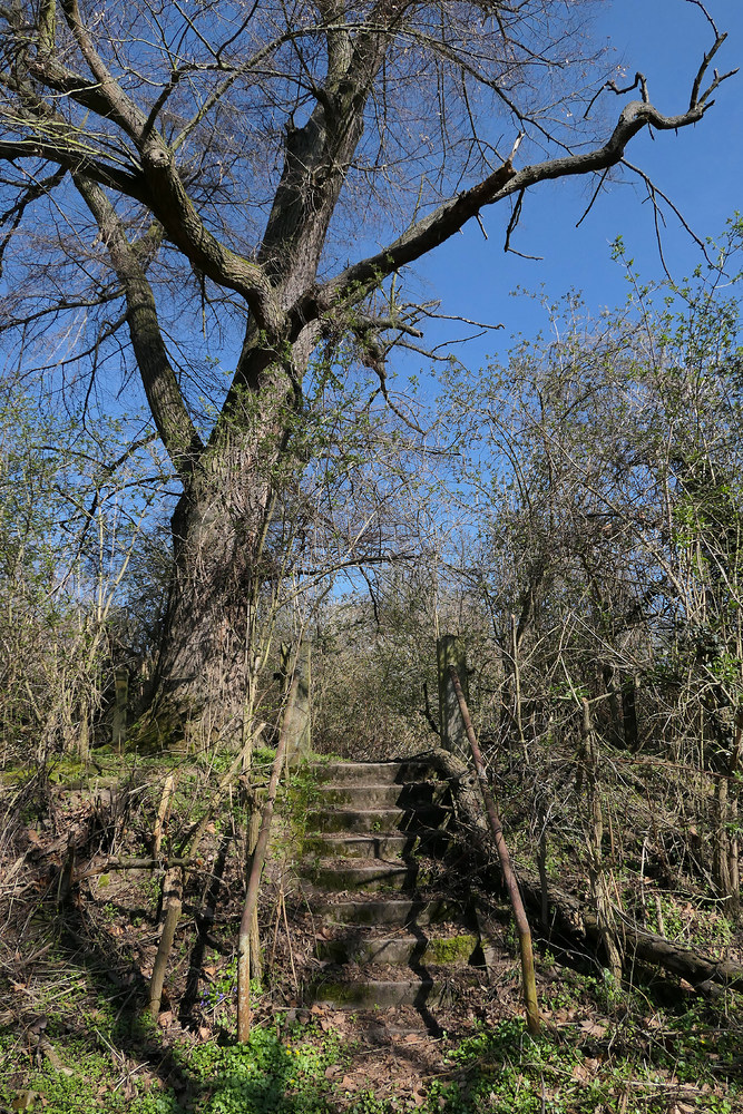 Knoblochsaue: Die Treppe zum Schusterwörth - Haus