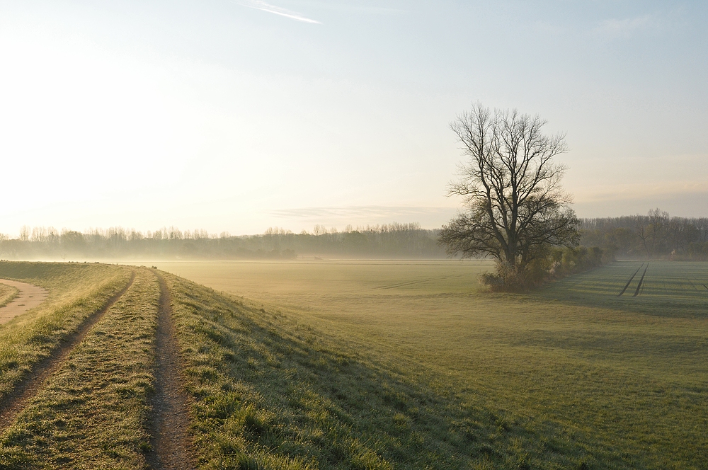 Knoblochsaue: Ganz früh am Morgen