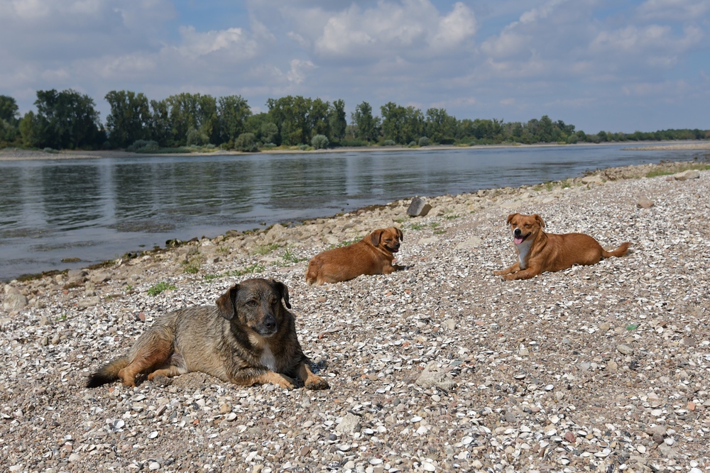 Knoblochsaue: Hundstage für Asta, Caneli und Poldi am Rhein