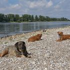 Knoblochsaue: Hundstage für Asta, Caneli und Poldi am Rhein