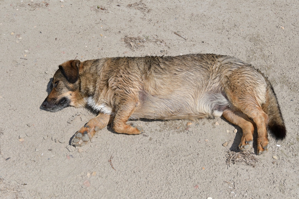 Knoblochsaue: Hundstage für Poldi am Rhein