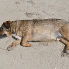 Knoblochsaue: Hundstage für Poldi am Rhein