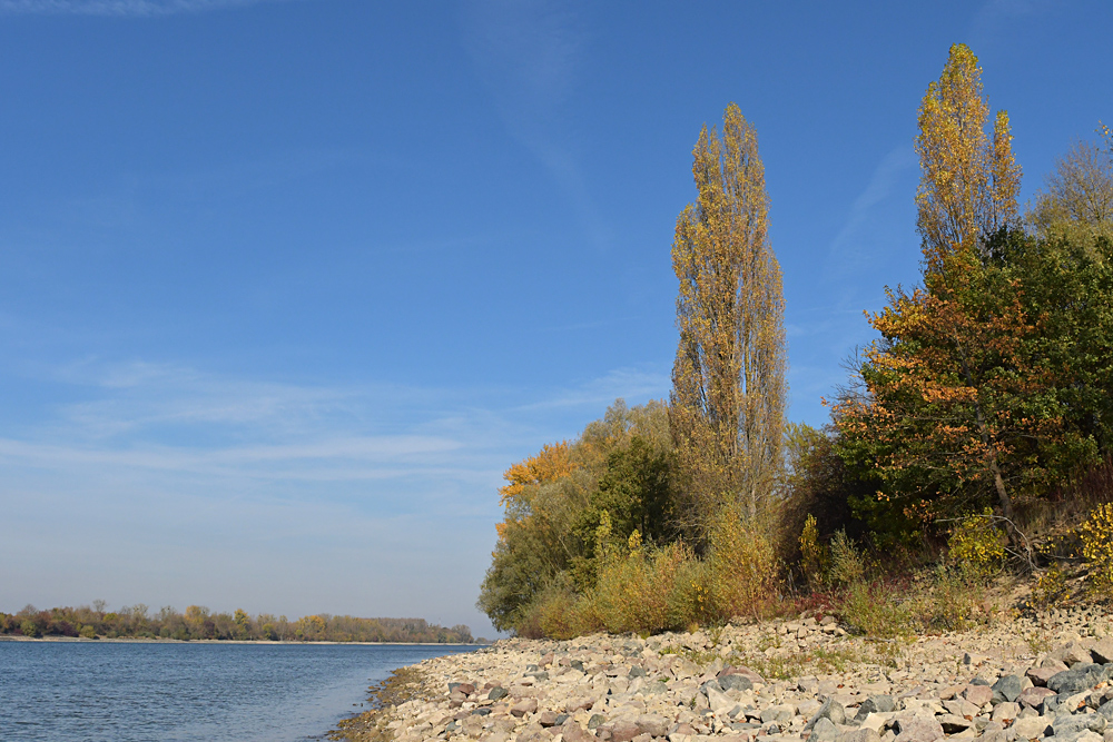 Knoblochsaue: Mehr Rhein – Strand nach Entfernung der Uferbefestigung01