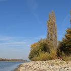 Knoblochsaue: Mehr Rhein – Strand nach Entfernung der Uferbefestigung01