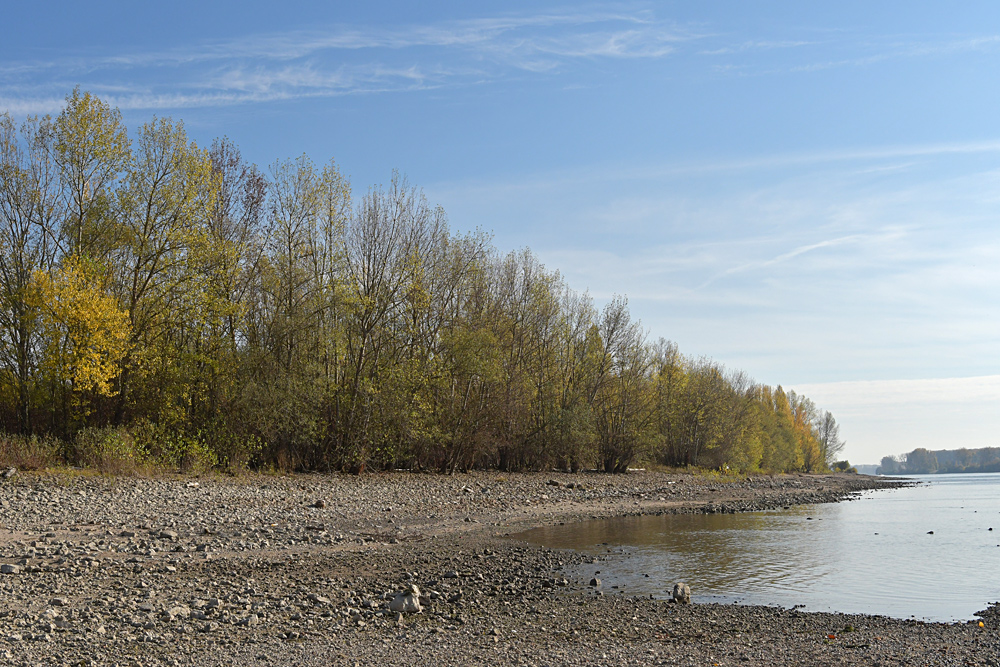 Knoblochsaue: Mehr Rhein – Strand nach Entfernung der Uferbefestigung02