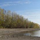 Knoblochsaue: Mehr Rhein – Strand nach Entfernung der Uferbefestigung02