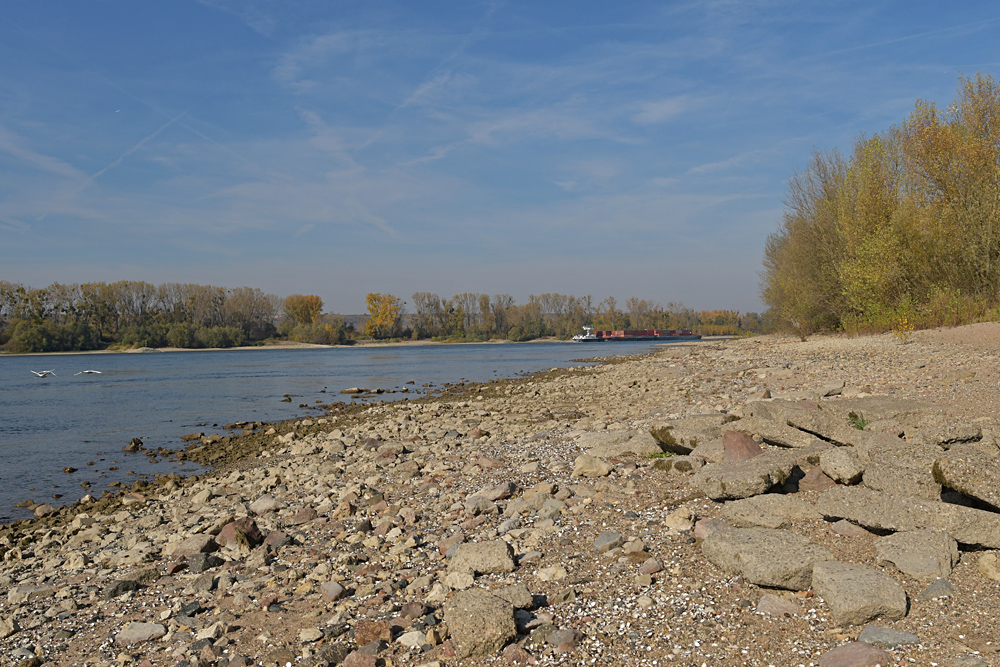 Knoblochsaue: Mehr Rhein – Strand nach Entfernung der Uferbefestigung04