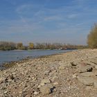 Knoblochsaue: Mehr Rhein – Strand nach Entfernung der Uferbefestigung04