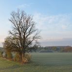 Knoblochsaue: Morgenlicht 08