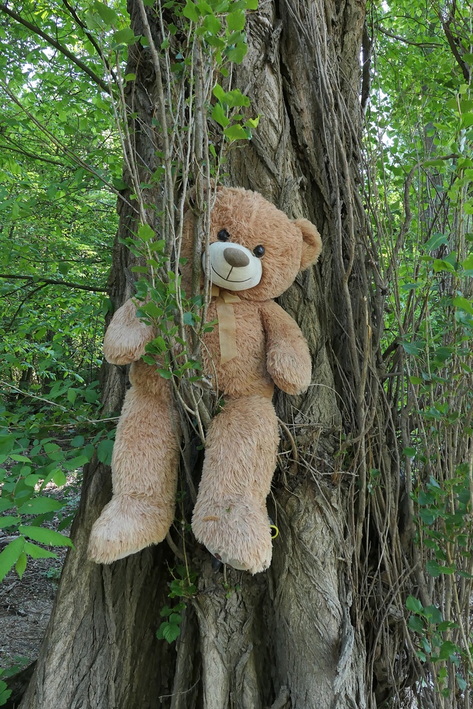 Knoblochsaue: Neues vom Rhein-Teddy