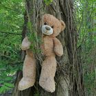 Knoblochsaue: Neues vom Rhein-Teddy