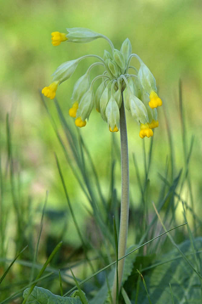 Knoblochsaue: Schlüsselblumen - Bimmeln