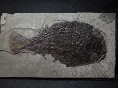 Knochenfisch aus der Jurazeit - Dapedium punctatum