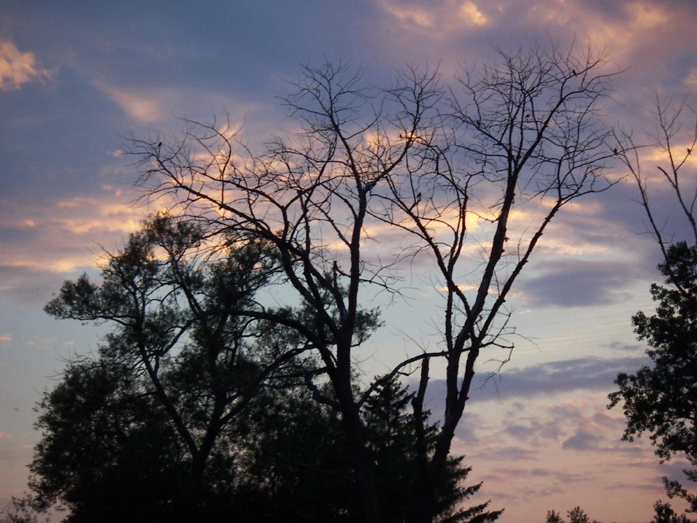 Knochige Äste in der Abenddämmerung