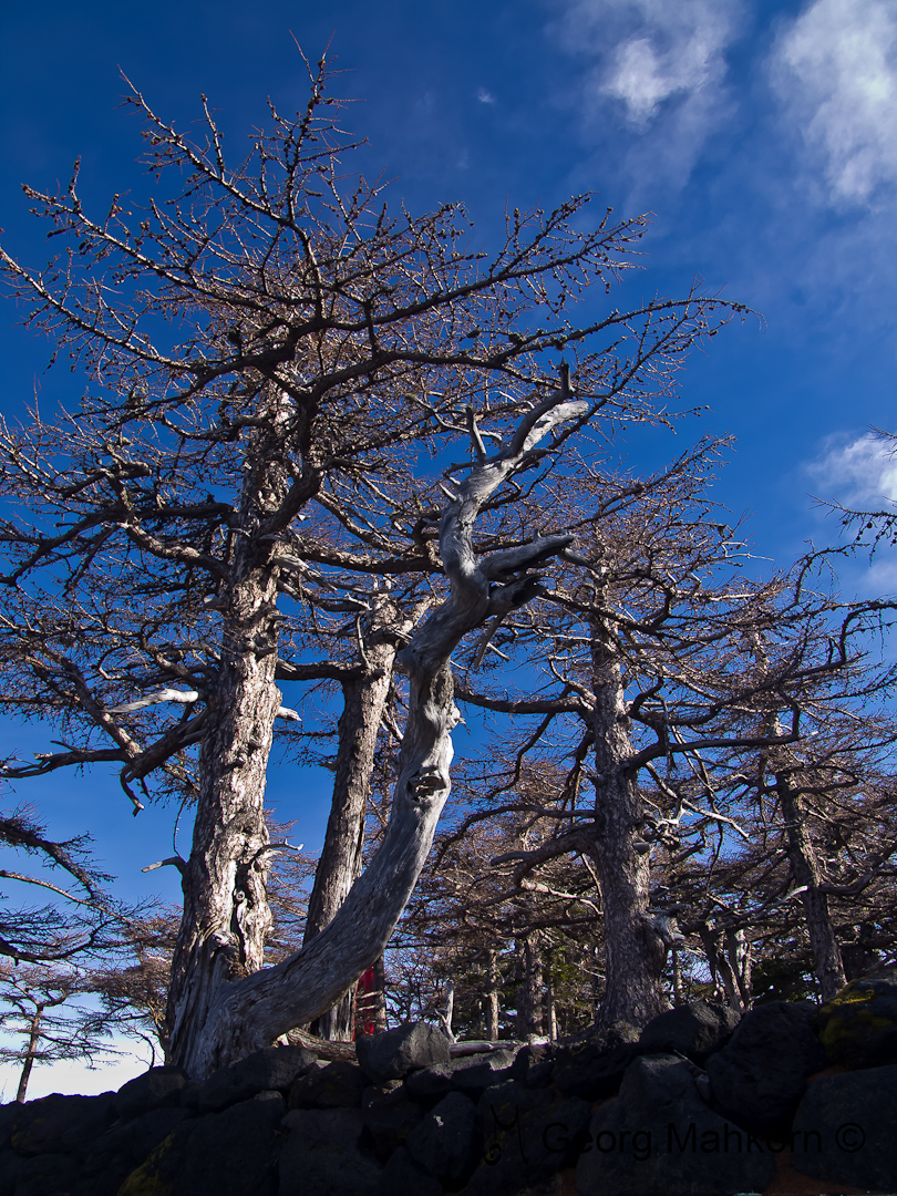 Knochige Bäume am Mt. Fuji kurz unter der Baumgrenze