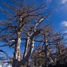 Knochige Bäume am Mt. Fuji kurz unter der Baumgrenze