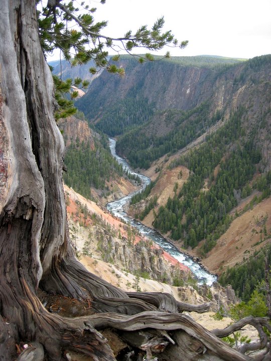 Knochiger Baum am Grand Canyon