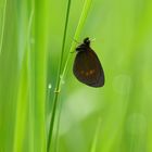 Knochs Mohrenfalter (erebia epipron)... ?