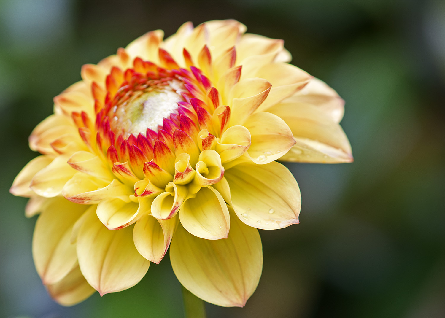 Knockrose Dahlia