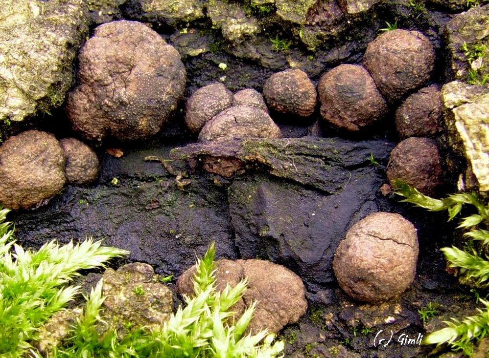 Knödelchen auf Eichenrinde (Hypoxylon) Foto &amp; Bild | pflanzen, pilze ...
