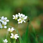 Knöllchen-Steinbrech am Wegesrand