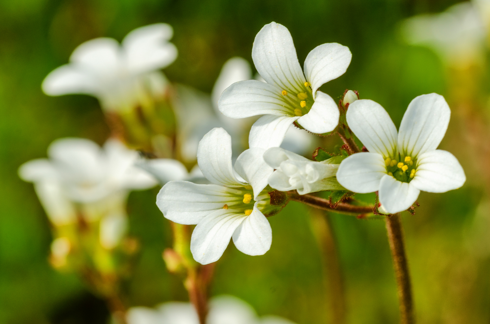 Knöllchen-Steinbrech (Saxifraga granulata)