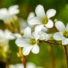 Knöllchen-Steinbrech (Saxifraga granulata)