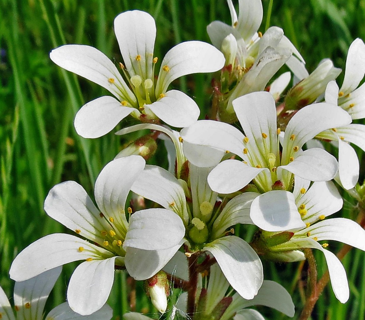 Knöllchen-Steinbrech Saxifraga granulata