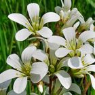 Knöllchen-Steinbrech Saxifraga granulata