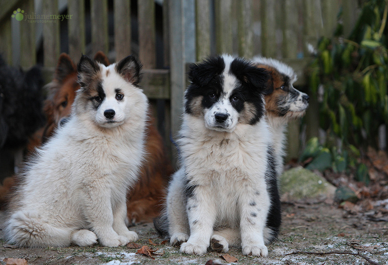 Knöpfchen und Uschi