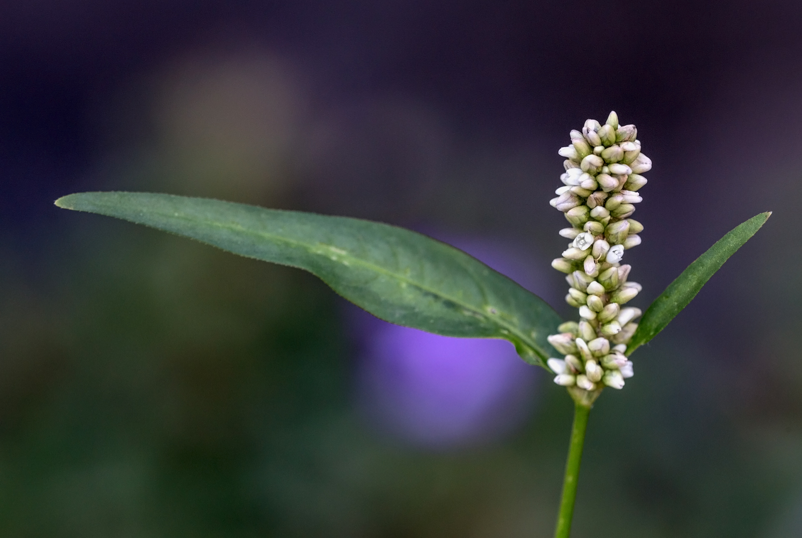 Knöterich Foto & Bild pflanzen, pilze & flechten, blüten