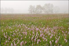 Knöterich im Nebel