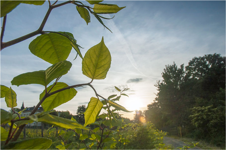 Knöterich im Sonnenaufgang