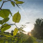 Knöterich im Sonnenaufgang