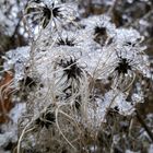 Knöterich im Wintergewand