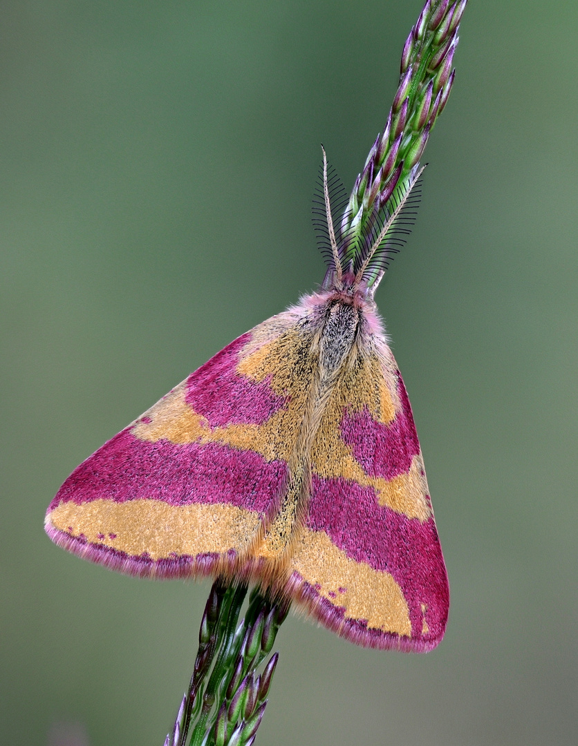 Knöterich Purpurspanner  ( Lythria purpuria)