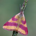 Knöterich Purpurspanner  ( Lythria purpuria)