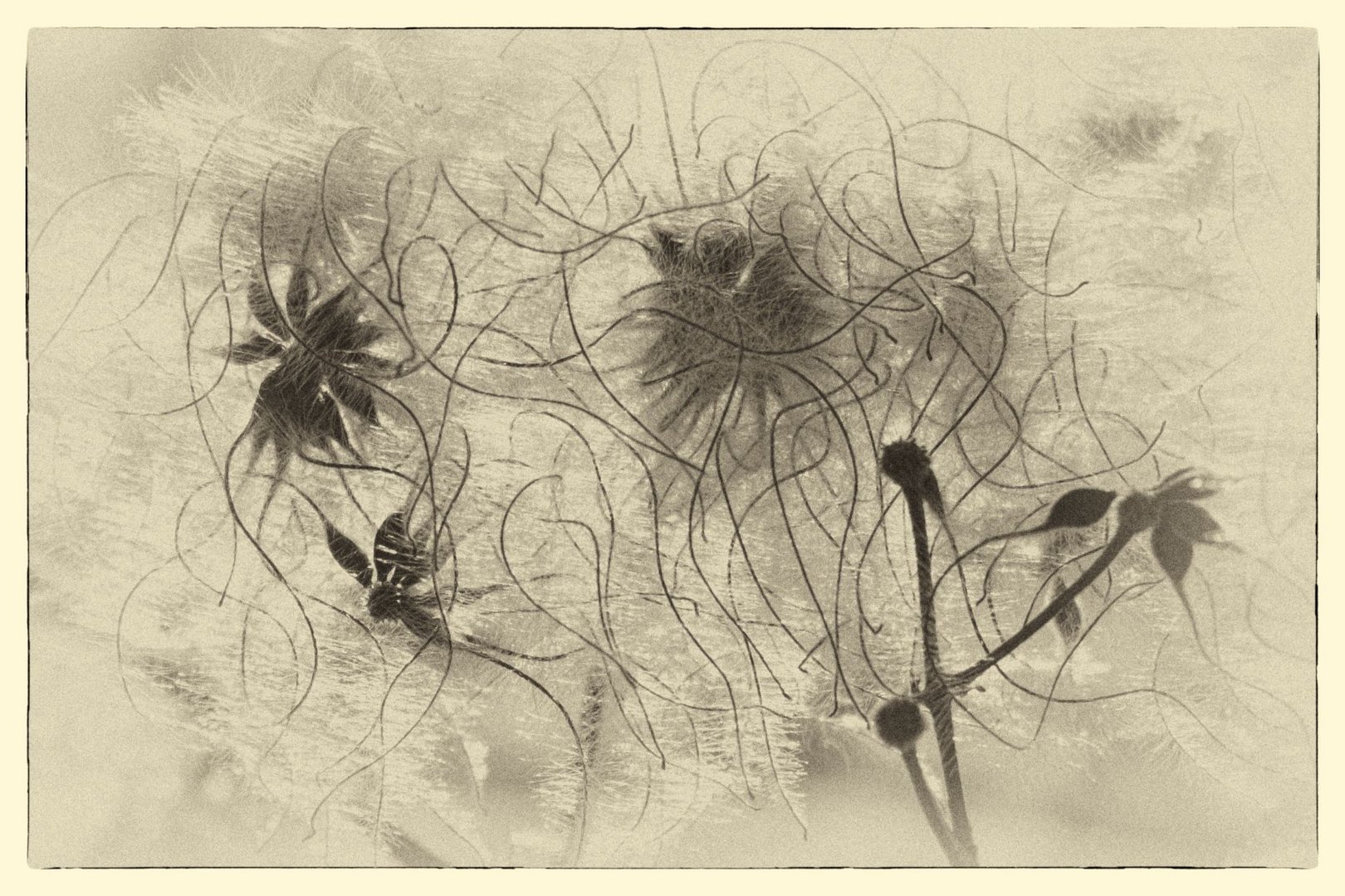Knöterichblüten